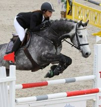 Holsteiner Pferd