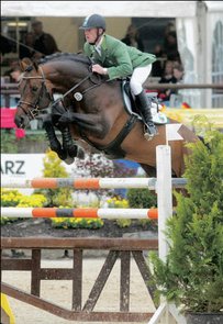 Oldenburg Horse