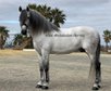 Super barock stallion PRE - Piro FREE