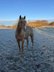 Top gezogener, palominofarbener Quarter Horse Hengst