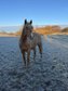 Top gezogener, palominofarbener Quarter Horse Hengst