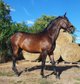 Vernier horse 4 years old from Hungary 