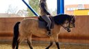 Totally dear Andalusian Crussado mare looking for 