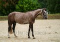 promising youngster for hunter ring for affordable price