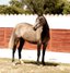 TOP QUALITY PRE MARE. DAUGHTER OF FER BONACHON. FIVE-TIMES WINNER