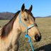 Riney is a super cute 14.2hh 6 year old buckskin QH gelding