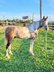 TOPGUN is a 8 year old grade paint Walking Horse. He stands 14.2 