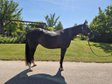 Bildhübsche AQHA Stute mit Top-Abstammung und großem Zuchtpotenzi