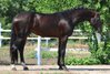 Vater: Crack (Cornet Obolensky × Candillo) Mutter: Koronia (Adagi
