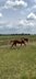 Bildhübscher Welsh B x Reitpony Hengst 1-jährig