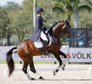 From Novice to PSG – Meet Hoofer, a Rising Dressage Star