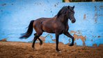 PRE Stallion with PRL Gene Ridden 170cm & Adorable / full papers