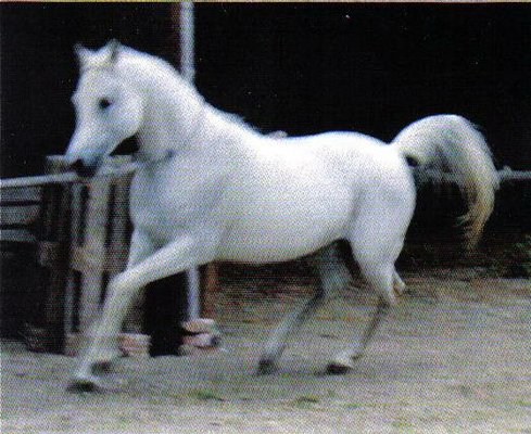 Kalim