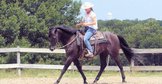 Romeo - 15.2, 7 year old, Black, Paso Fino cross, Gelding.