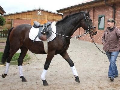 DREAM DRESSAGE von DANONE - Michelangelo - Hohenstein