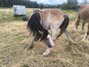 Wunderschönes Welshpony Buckskin Overo !