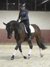 Wallach von Cadeau Noir x Lauries Crusador 