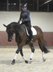 Gelding by Cadeau Noir x Lauries Crusador 
