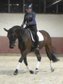Wallach von Cadeau Noir x Lauries Crusador 