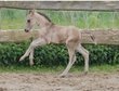Dunskin-colored firecracker (Quarter Horse)