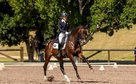 Fourth Level Dressage Gelding with a Clear Path to PSG