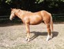 Bildhübscher Paint Horse Wallach mit Reining-Potenzial
