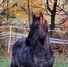 Traumhafter blue roan Quarter Horse Hengst