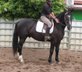 SW gelding "Balder"