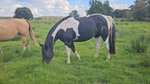 Tolle Paint Horse Stute mit super Charakter
