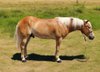 Meet, Flynn! This handsome guy is a registered 5 year old Halflin