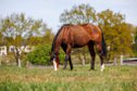 Ausdrucksstarke 2jährige QH Stute