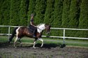 5j. j. Schecke Stute 1,67 - Allround Pferd! Springabstammung!