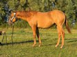 Quarter Horse Hengst mit Perspektive