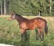 Quarter Horse Stute mit viel Potenzial