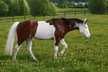 Homozygote SW1 Quarter Horse Stute mit Top-Reining-Abstammung