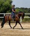 Wonderful & Barock stallion PRE