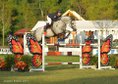 Qualitätsvoller Nachwuchsspringpferd