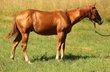 cute, well-behaved Quarter Horse stallion