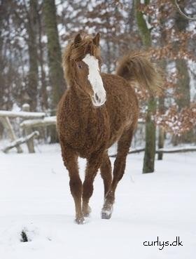 Pferderasse American Curly Horse