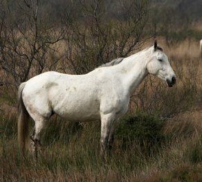 Pferderasse Camargue Pferd