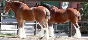 Pferderasse Clydesdale