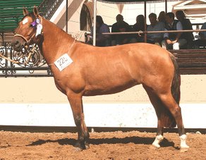Horse Breed Criollo