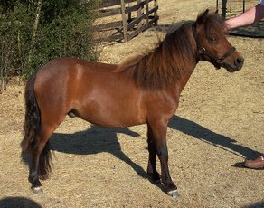 Horse Breed Falabella