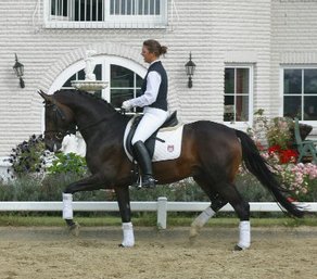 Horse Breed Trakehner