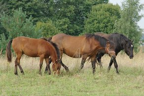 Horse Breed Žemaitukas