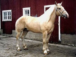 Pferderasse American Cream Draft Horse