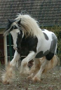 Irish Tinker Horse