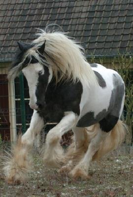 Horse Breed Irish Tinker