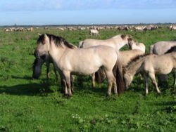 Pferderasse Konik