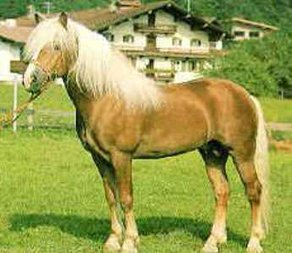 Horse Breed Balearic Horse